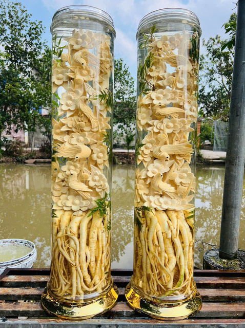 Bình Đinh Lăng nếp lá nhỏ
