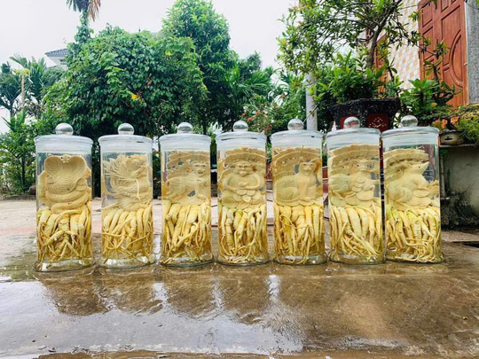 Bình Đinh Lăng nếp lá nhỏ