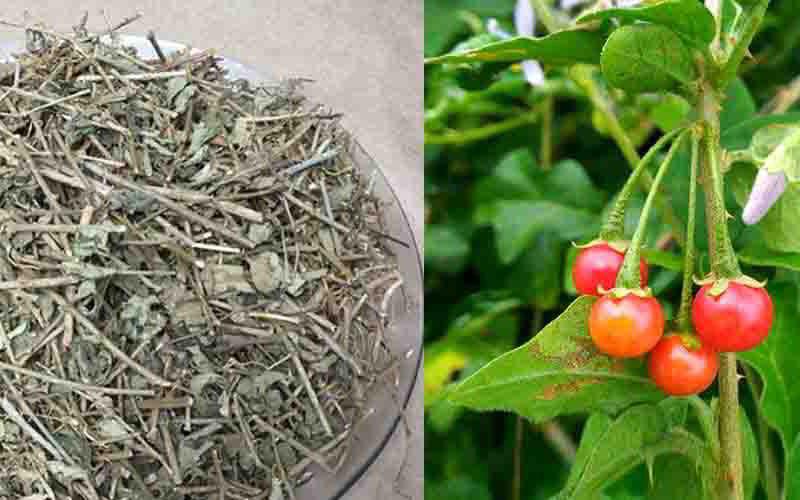 Cây Cà Gai Leo – Cà Dây Leo khô(túi 1kg)