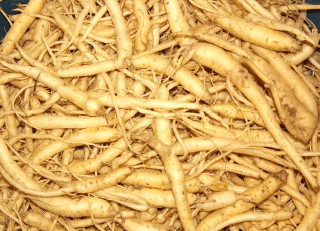 Đẳng Sâm tươi