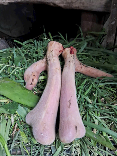 Nhung hươu  tươi Hương Sơn Hà Tĩnh