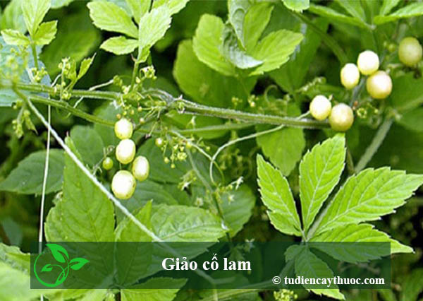 Giảo Cổ Lam khô(túi 1kg)