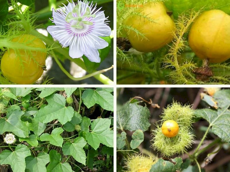 Lạc tiên – Vị thuốc an thần tự nhiên, hỗ trợ giấc ngủ và giảm lo âu hiệu quả 0 Lạc tiên có vị ngọt nhạt, tính mát, nổi bật với tác dụng an thần, dưỡng tâm