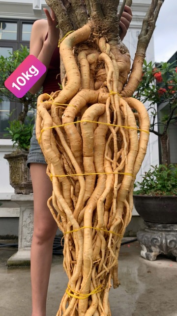 Củ Đinh Lăng nếp lá nhỏ