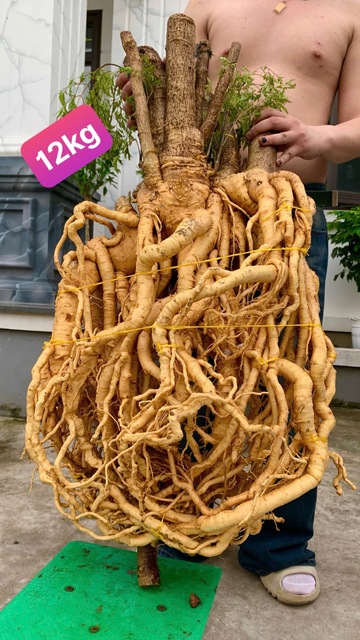 Củ Đinh Lăng nếp lá nhỏ