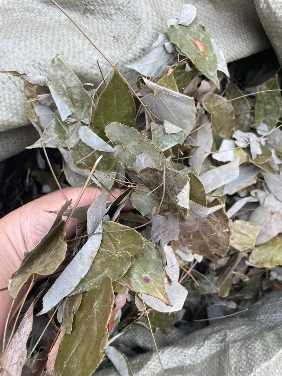 Lá Dâm Dương hoắc khô