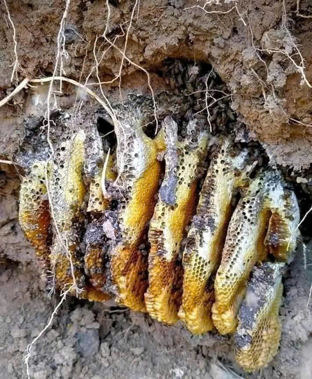 Mật Ong Rừng nguyên chất Tây Bắc(ong khoái,ong ruồi)
