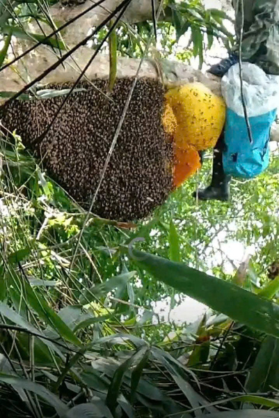 Mật Ong Rừng nguyên chất Tây Bắc(ong khoái,ong ruồi)