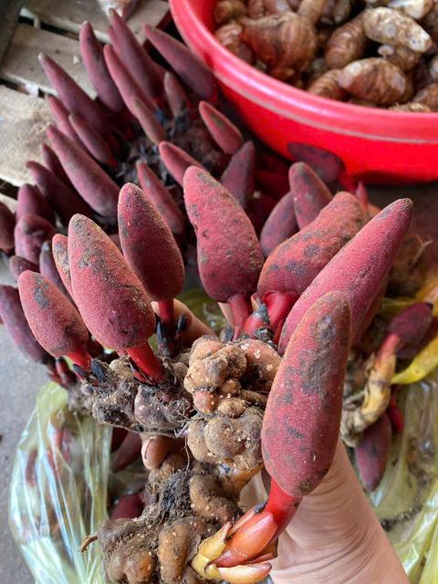 Nấm Ngọc Cẩu tươi