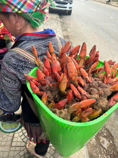 Nấm Ngọc Cẩu tươi