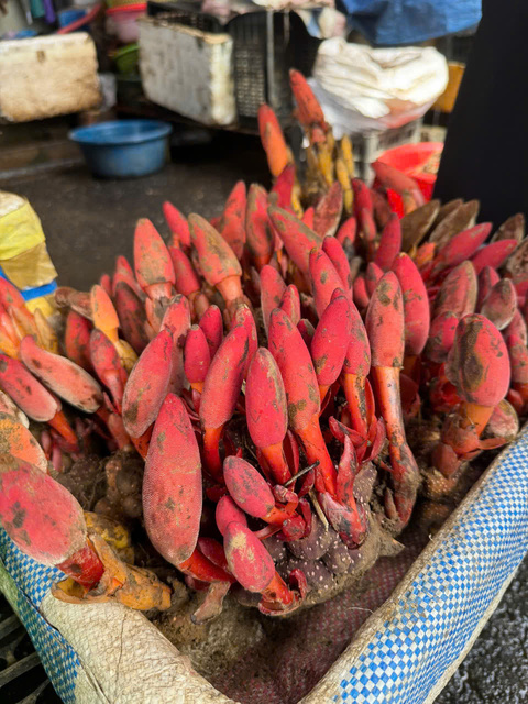 Nấm Ngọc Cẩu tươi