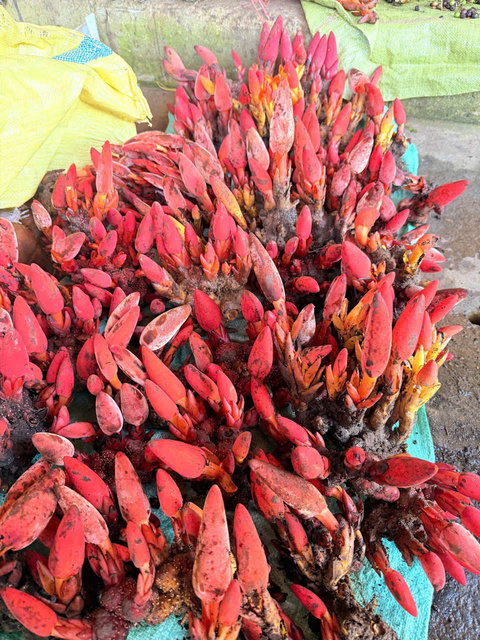 Nấm Ngọc Cẩu tươi