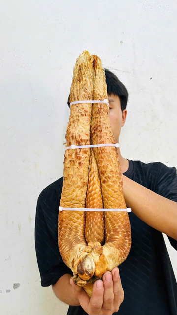 Nhục Thung Dung tươi
