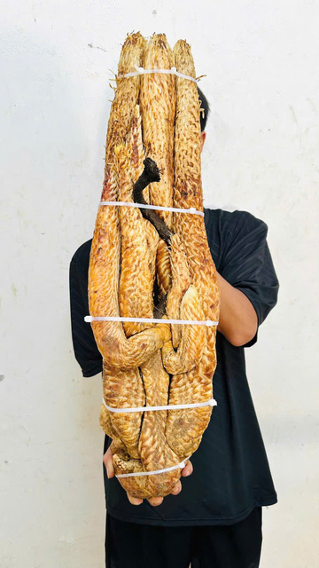 Nhục Thung Dung tươi