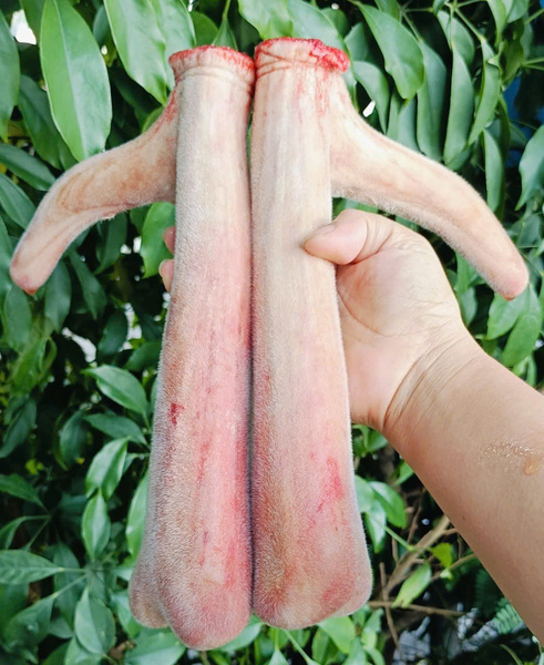 Nhung hươu Hương Sơn Hà Tĩnh