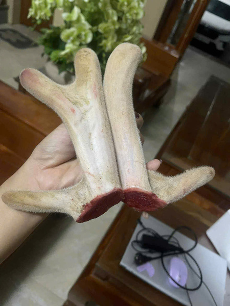 Nhung hươu Hương Sơn Hà Tĩnh