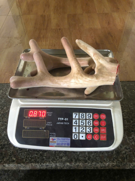 Nhung hươu Hương Sơn