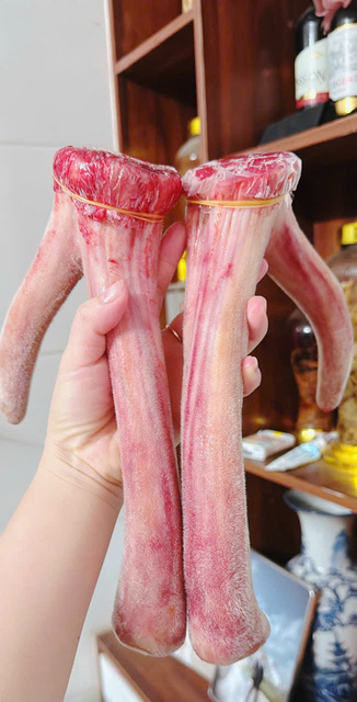 Nhung hươu  tươi Hương Sơn Hà Tĩnh