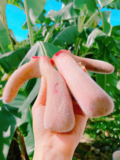 Nhung hươu  tươi Hương Sơn Hà Tĩnh