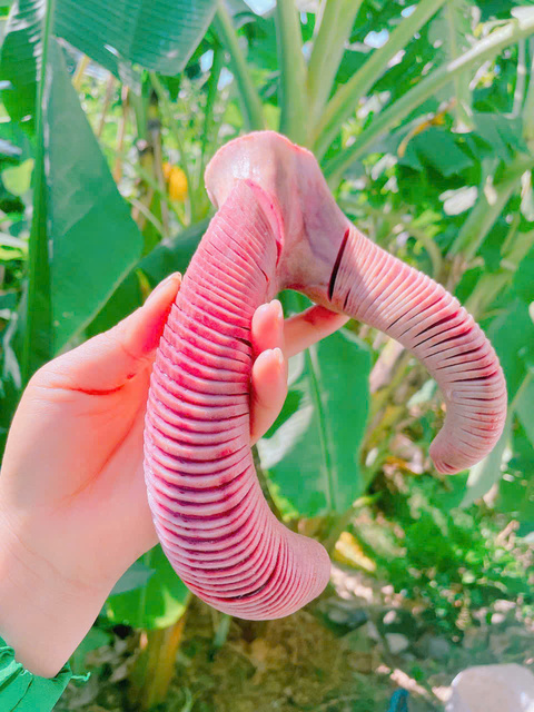 Nhung hươu Hương Sơn Hà Tĩnh
