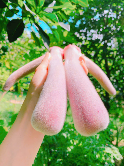 Nhung hươu  tươi Hương Sơn Hà Tĩnh