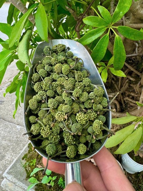 Nụ Hoa Tam Thất khô