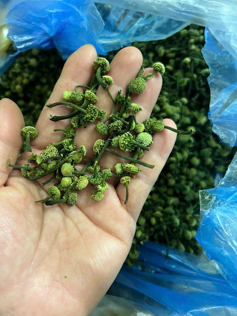 Nụ Hoa Tam Thất khô