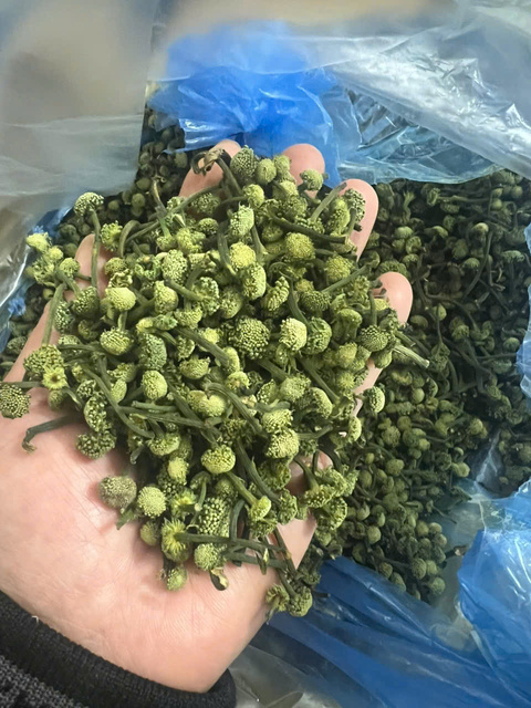Nụ Hoa Tam Thất khô
