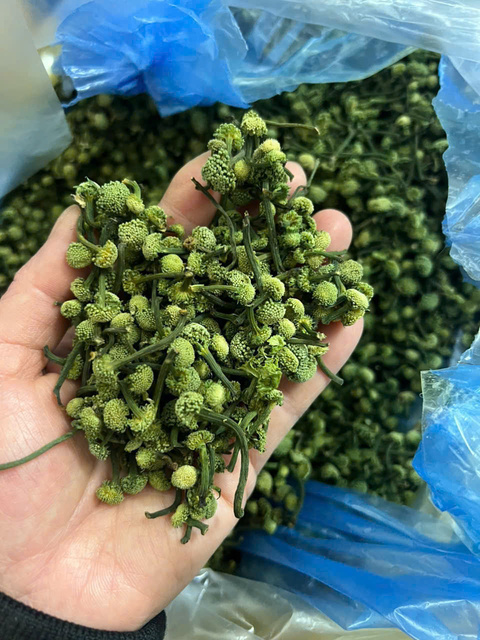 Nụ Hoa Tam Thất khô