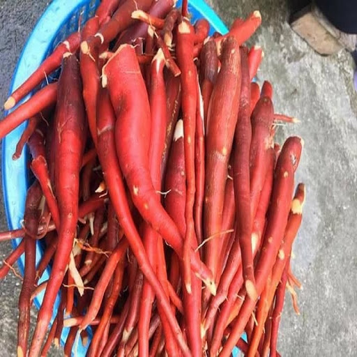Sâm Cau Đỏ Tây Bắc