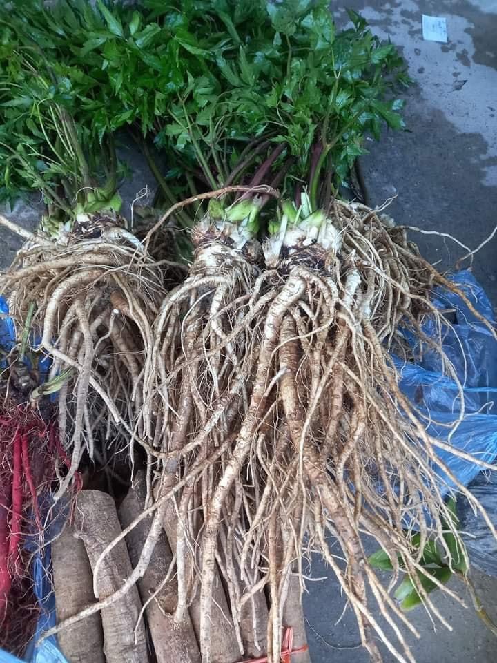 Sâm Đương Quy tươi