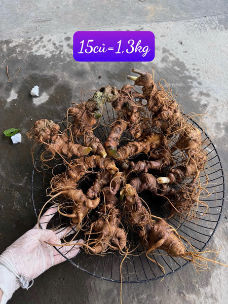 Sâm Ngọc Linh Lai Châu