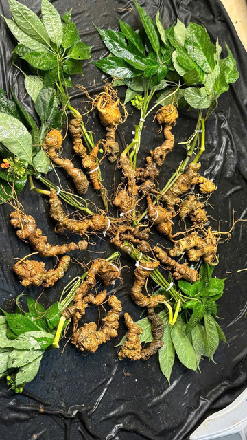 Sâm Ngọc Linh Lai Châu