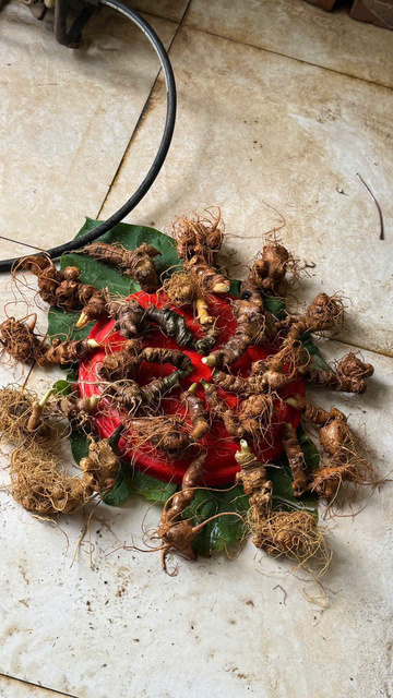 Sâm Ngọc Linh Lai Châu