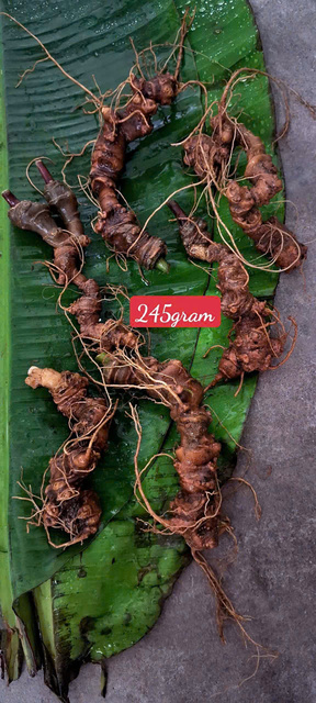 Sâm Ngọc Linh Lai Châu