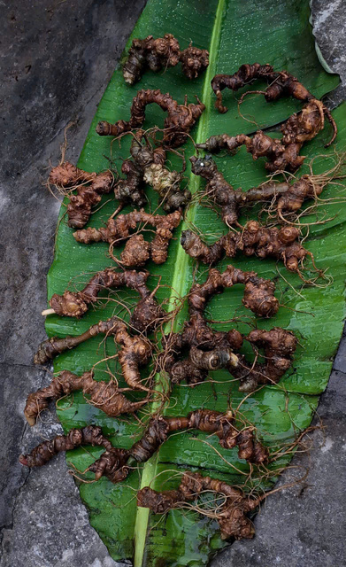 Sâm Ngọc Linh Lai Châu