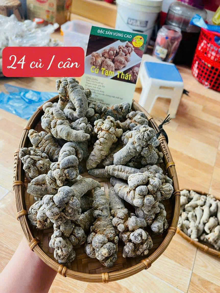 Tam Thất Bắc Khô Hà Giang