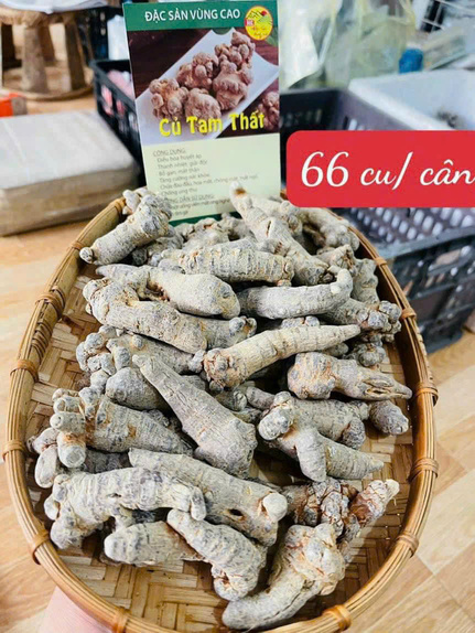 Tam Thất Bắc Khô Hà Giang