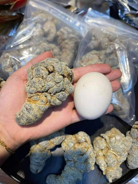 Tam Thất Bắc Khô Hà Giang