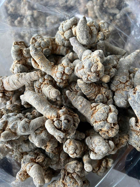 Tam Thất Bắc Khô Hà Giang