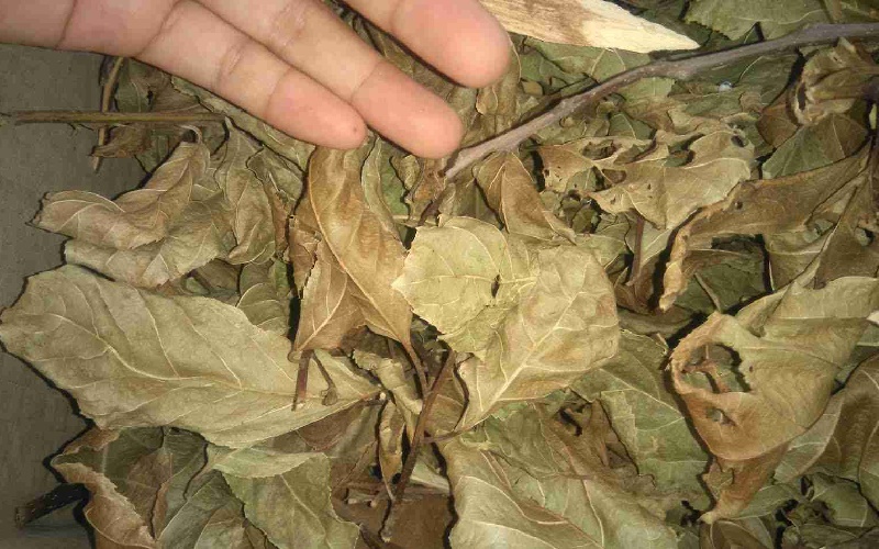 Cây Xạ Đen Hòa Bình khô(túi 1kg)