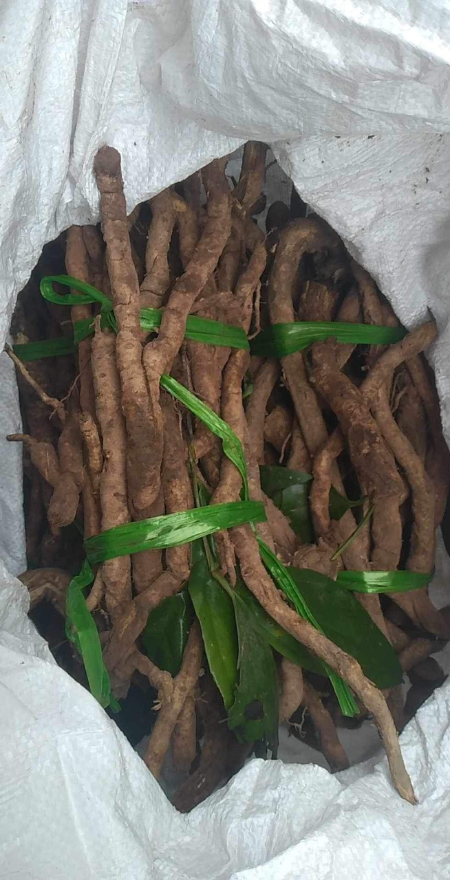 Sâm Xuyên Đá Hà Giang