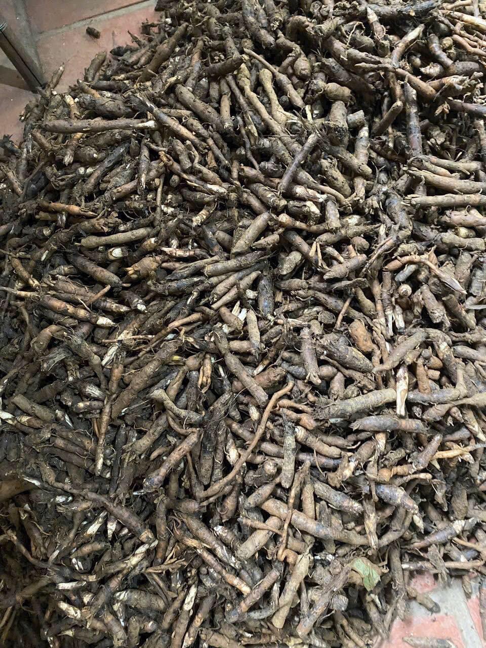 Sâm Cau Đen– Sâm Tiên Mao