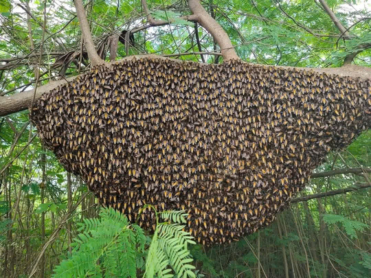 Mật Ong Rừng nguyên chất Tây Bắc(ong khoái,ong ruồi)