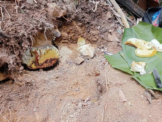 Mật Ong Rừng nguyên chất Tây Bắc(ong khoái,ong ruồi)