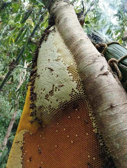 Mật Ong Rừng nguyên chất Tây Bắc(ong khoái,ong ruồi)