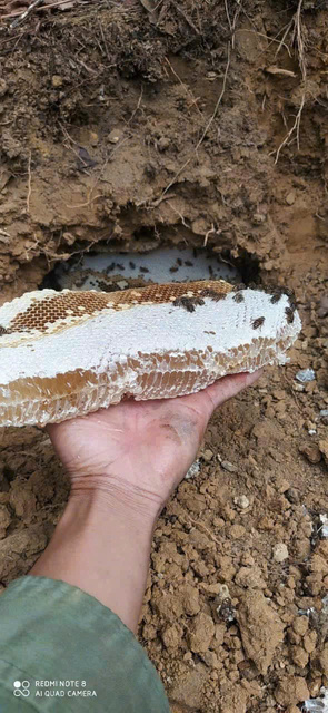 Mật Ong Rừng nguyên chất Tây Bắc(ong khoái,ong ruồi)