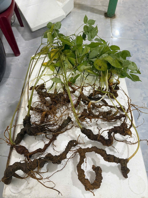 Sâm Ngọc Linh