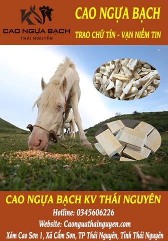 GÍA CAO NGỰA BẠCH NGUYÊN CHẤT