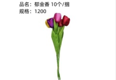 hoa tulip
